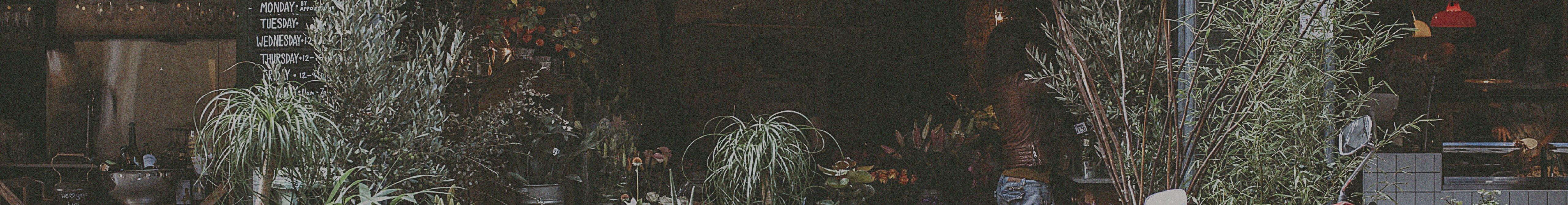 picture of plants out side a shop window by protect commercial insurance